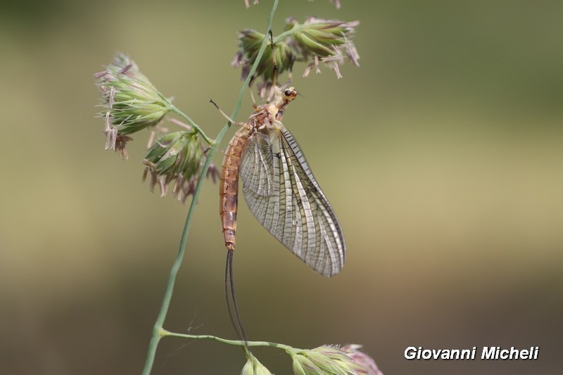 Ephemera cfr. zettana (Ephemeridae)